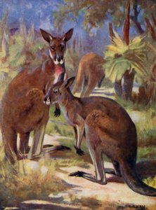 En el zoológico: canguros (litografia en color) de Cuthbert Edmund Swan