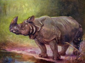 En el zoológico: rinoceronte (litografia en color) de Cuthbert Edmund Swan