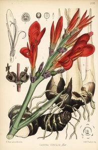Tiro indio, achira o meeru, Canna indica (Canna edulis). Litografía coloreada a mano por Hanhart a partir de una ilustración botánica de David Blair de Robert Bentley and Henry Trimen