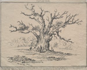 Roble de Fairlop de D. H. Redman