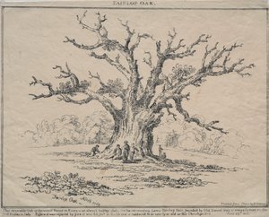 Fairlop Oak de D. H. Redman