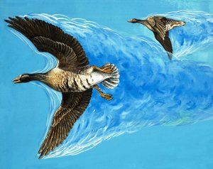 Turbulencias causadas por el vuelo de las aves