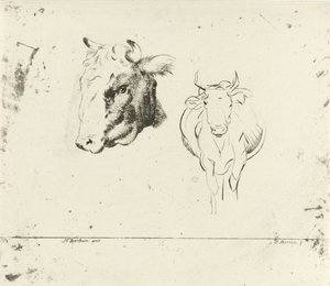 Ficha de estudio con cabeza de vaca y vaca vista de frente de D. Merrem