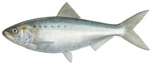 Sábalo americano (acuarela)
