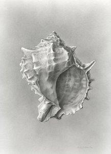 Estudio de la concha (polvo de carbono) de Damstra Emily