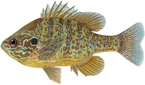 Pez luna (lápices de colores)