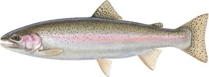 Trucha arco iris (acuarela)