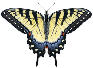 Mariposa cola de golondrina (gouache) de Damstra Emily