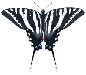 Mariposa cola de golondrina cebra (gouache) de Damstra Emily