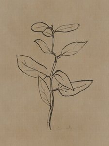 Plantón de eucalipto de Dan Hobday