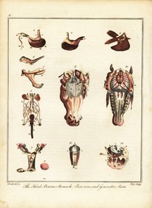 Anatomía de un caballo. 1792 (grabado) de Daniel (after) Dodd