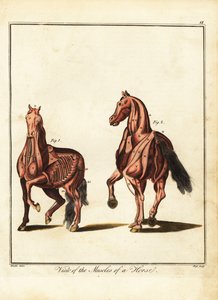 Musculatura de un caballo. 1792 (grabado)