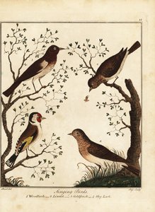 Pájaros cantores: alondra, pardillo, jilguero, alondra del cielo. 1792 (grabado)