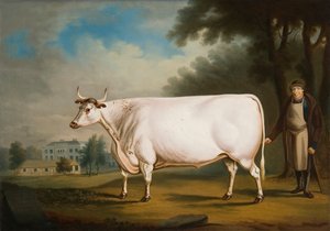 El buey blanco de Nannau