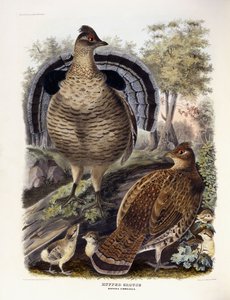 Urogallo, 1865 de Daniel Girard Elliot