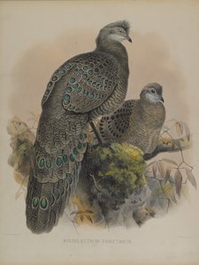 Polyplectron Tibetanum de Daniel Giraud and Gould John Elliott