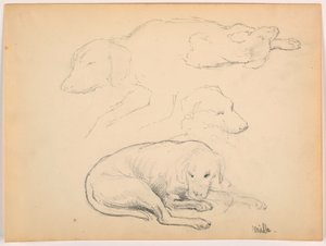 Dibujo, Milo (un Pointer), Varios Estudios, ca. 1862 de Daniel Huntington