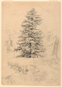 Dibujo, Estudio de una cicuta, North Conway, New Hampshire, 6 de agosto de 1855 de Daniel Huntington