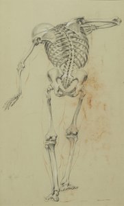 Estudio de esqueleto, c.1848 de Daniel Huntington