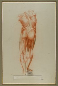 Écorché (Estudio de Figura de Musculatura), c.1848 de Daniel Huntington