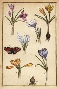 Azafrán de primavera, Crocus vernus, y mariposa pavo real europea, Aglais io de Daniel Rabel
