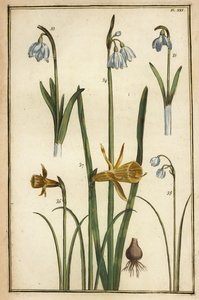 Narciso silvestre, Narcissus pseudonarcissus, y campanillas de invierno, Galanthus nivalis de Daniel Rabel