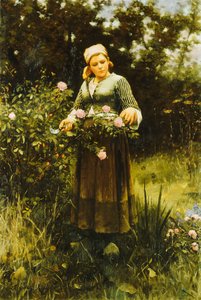 Recogiendo rosas de Daniel Ridgway Knight