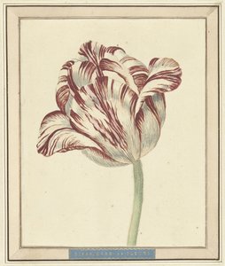 Tulipán, llamado Bisar, Cardenal de Fleuri