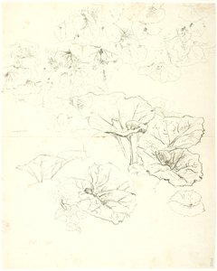Estudios de hojas de Dankvart Dreyer