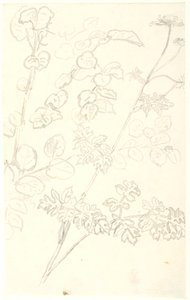 Estudios de plantas de Dankvart Dreyer