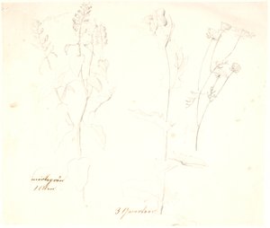 Estudios de plantas de Dankvart Dreyer
