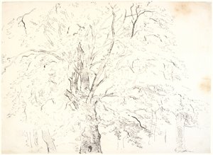 Estudio de una gran copa de árbol de Dankvart Dreyer