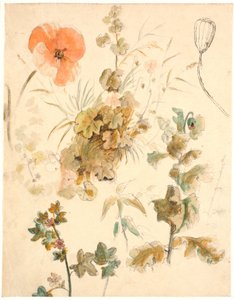 Estudios de varias flores, incluidas amapolas de Dankvart Dreyer