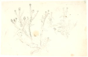 Estudios de cardos de Dankvart Dreyer