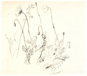 Valmuer de Dankvart Dreyer