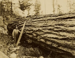 [Leñador, sierra de corte transversal y árbol talado] de Darius Kinsey