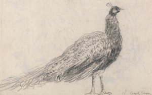 Pavo real en Capel Curig de David Cox