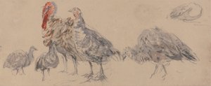 Estudio de los pavos de David Cox