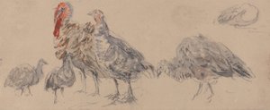 Estudio de los pavos de David Cox