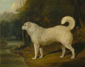 Retrato de un perro, Ross de David Dalby of York