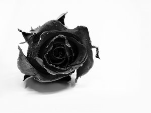 Rosa negra mojada de David Drake