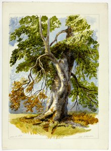 Árbol nudoso