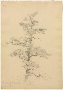 Pino, Conway, New Hampshire (recto), Estudios de Paisaje y Árboles (verso), c. 1851 de David Johnson