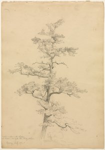 Pino, Conway, New Hampshire (recto), c. 1851 de David Johnson
