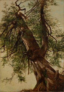 estudio de un cedro de David Johnson