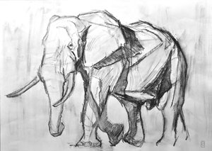 Elefante toro africano, 2019 (carboncillo sobre papel) de David Mayer