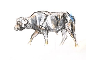 Búfalo africano, 2020 (crayón y acuarela sobre papel) de David Mayer