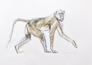 Babuino, 2020 (acuarela y crayón sobre papel) de David Mayer