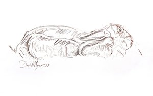 Liebre marrón reclinada, 2012 (contepastel sobre papel) de David Mayer