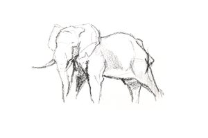 Bull Elephant, 2021 (lápiz sobre papel) de David Mayer